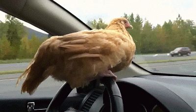 d44b104f2bd8c1004bbf36069b2746b3_i-2520.gif